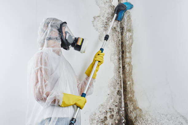 Best Emergency Mold Remediation in Olton, TX