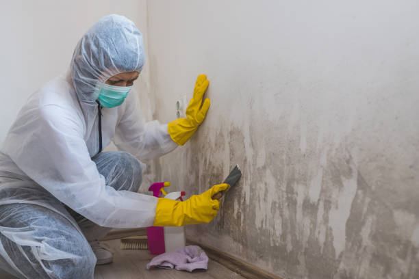 Best Health and Safety Mold Remediation in Olton, TX