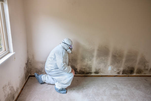 Best Mold Testing and Inspection Services in Olton, TX