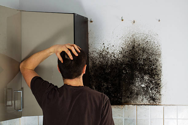 Best Mold Remediation for Specific Building Types in Olton, TX
